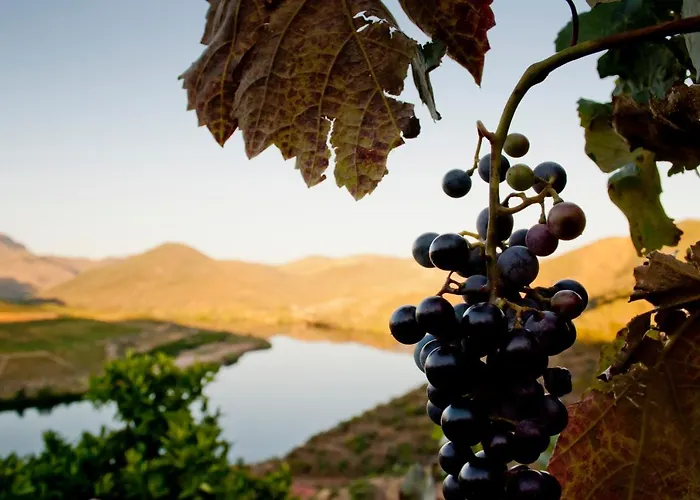 Çiftlik konaklama Auri