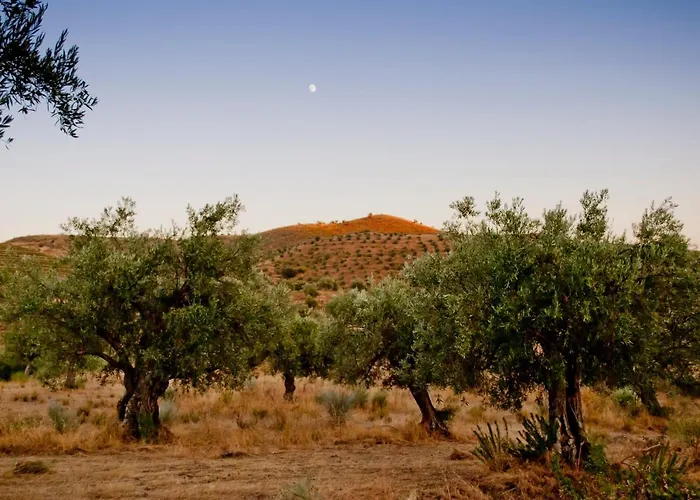 Auri Vila Nova de Fozcoa